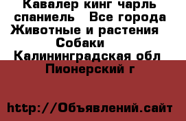 Кавалер кинг чарль спаниель - Все города Животные и растения » Собаки   . Калининградская обл.,Пионерский г.